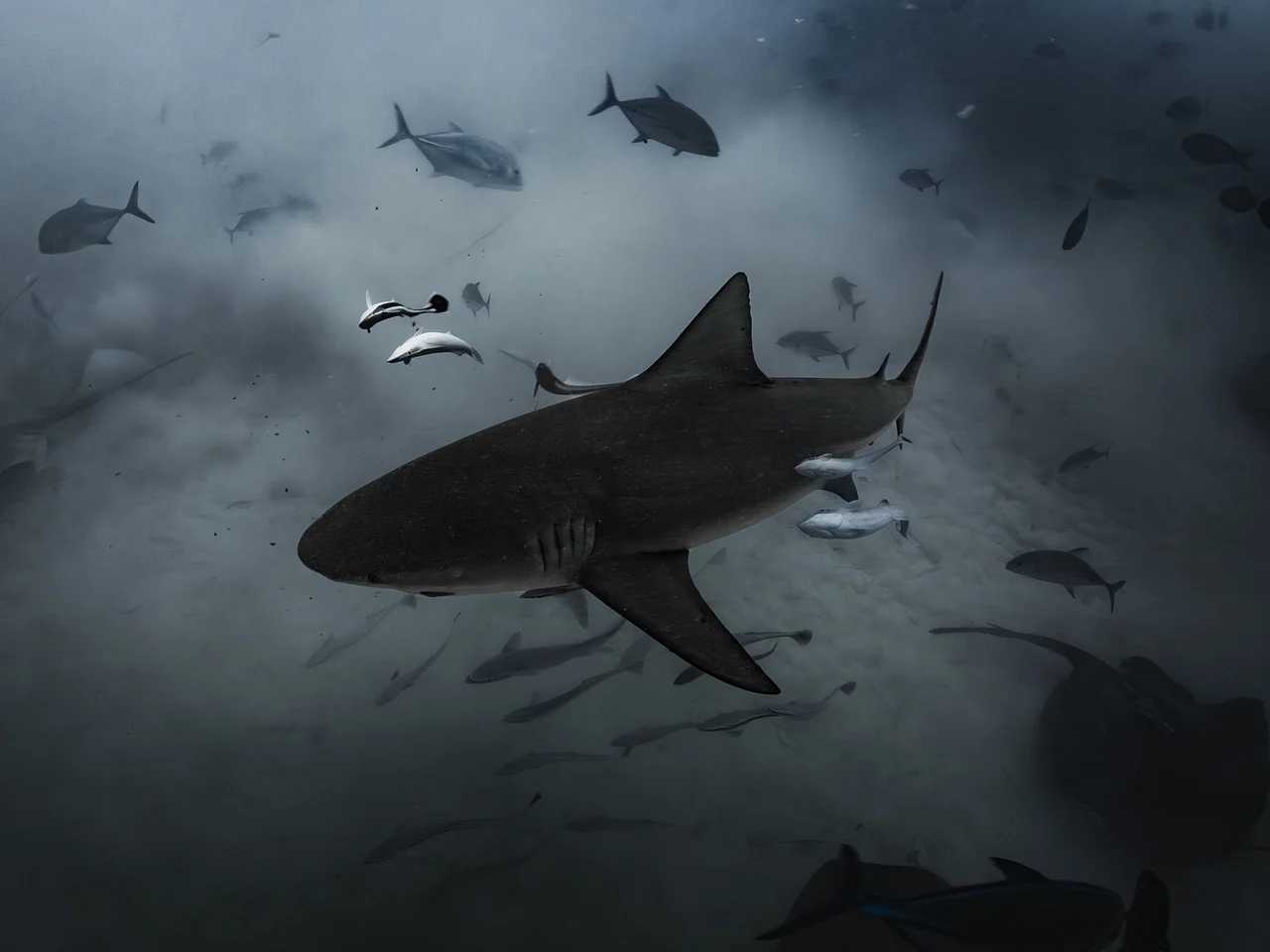 Bik ajkule formiraju društvene veze sa specifičnim „prijateljima“, otkriva istraživanje