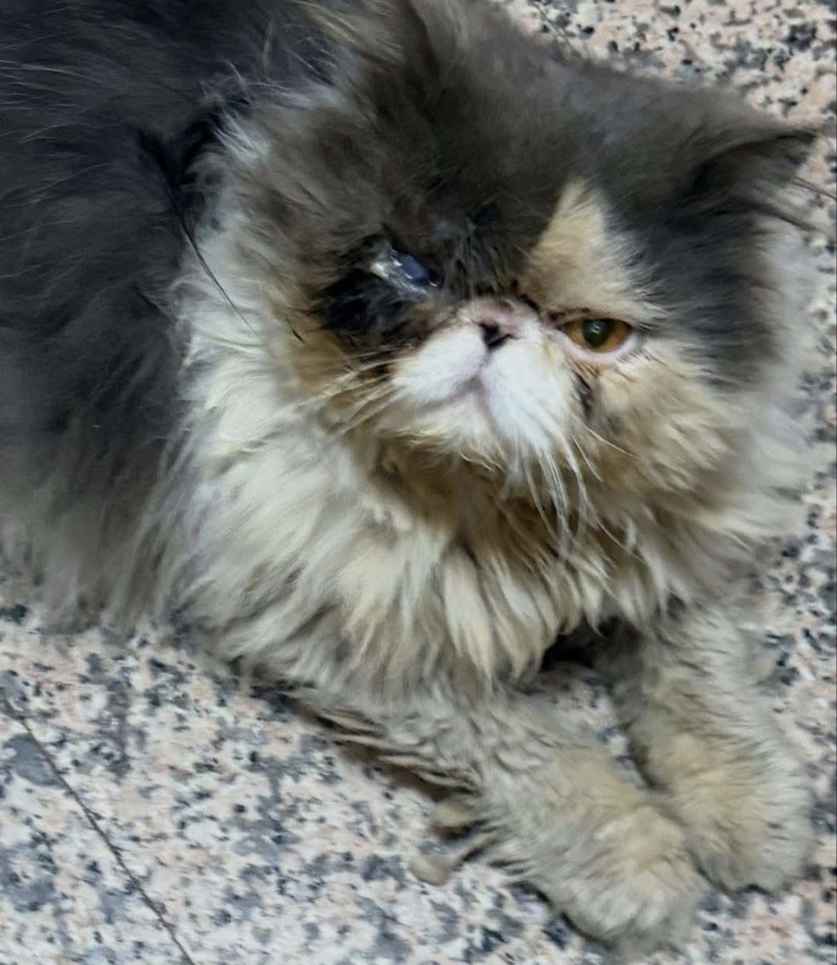 Persijski mačak iz Temerina završio na ulici u Surčinu: Tom sada leči oči, a potom se udomljava