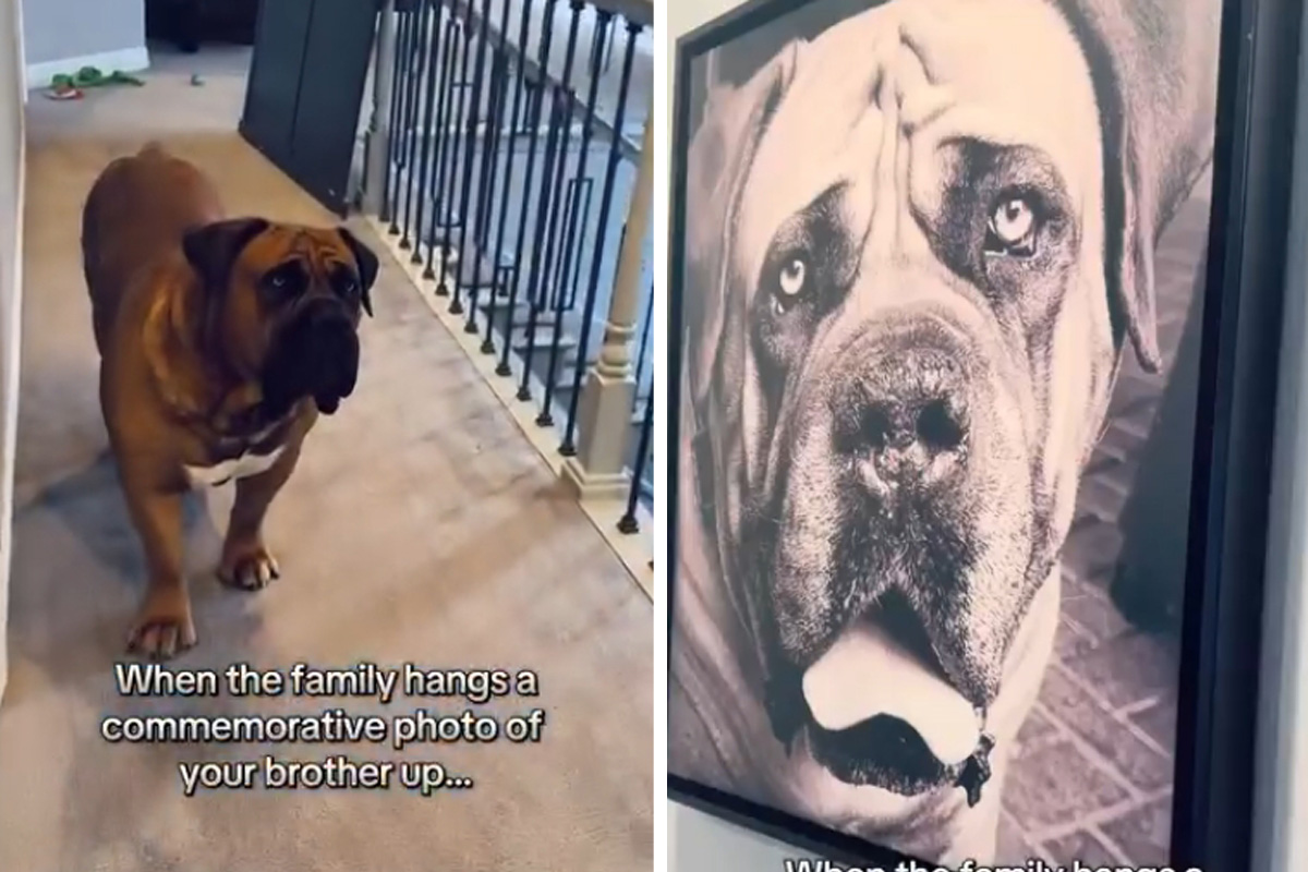 Porodica smislila kako da pomogne psu nakon gubitka brata: Maksimus i Morfeus rasplakali svet