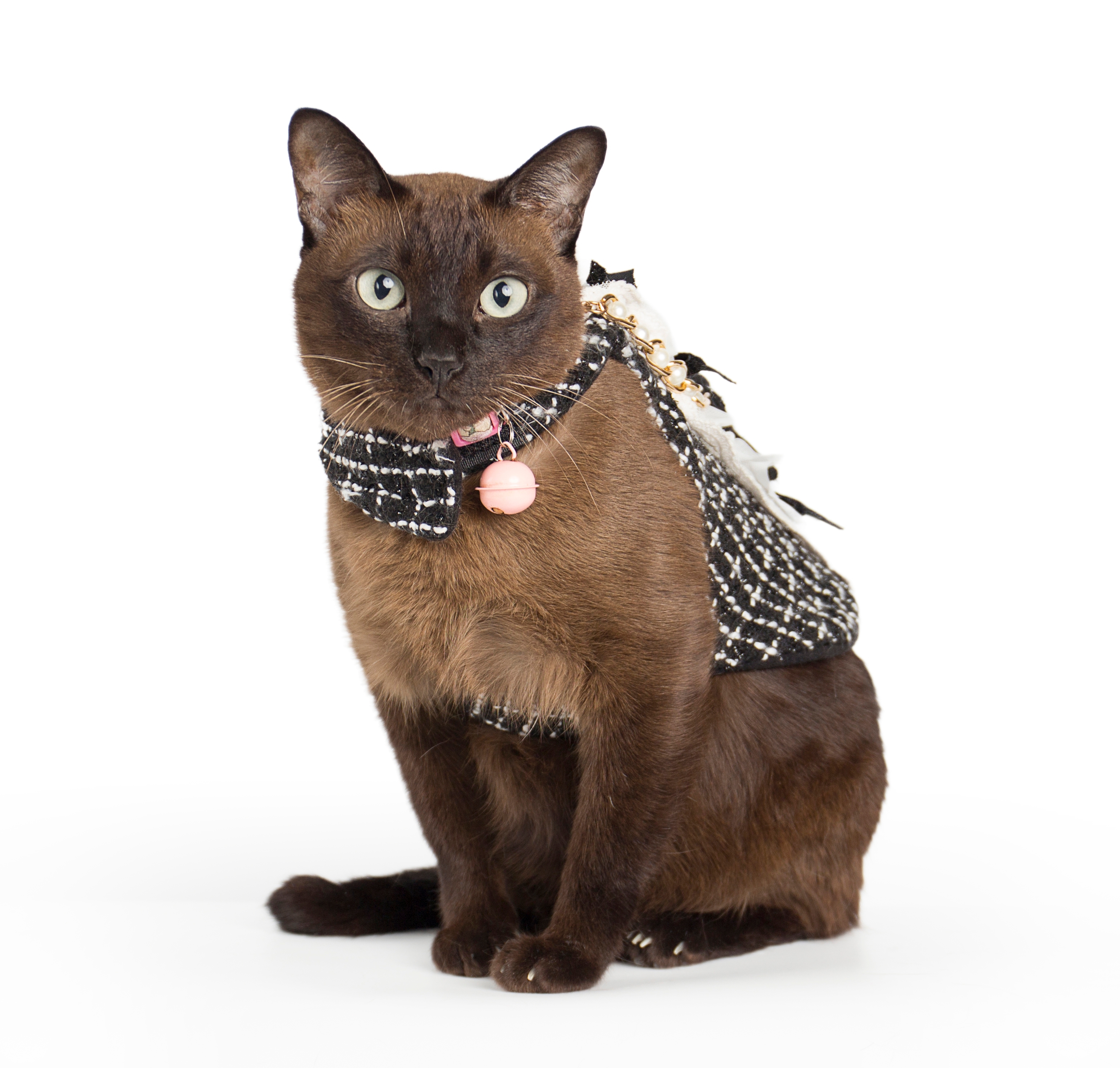 Sufalak, bakarna mačka sa Tajlanda: Koje tajne krije najređa rasa i zašto je toliko posebna?