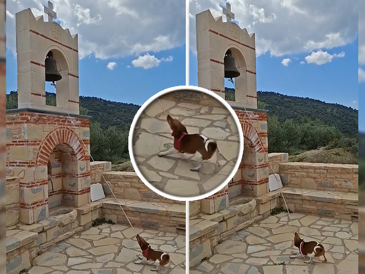 Krit ima preslatkog "PAStora": Parohijani oduševljeni, "on je najposvećeniji član"