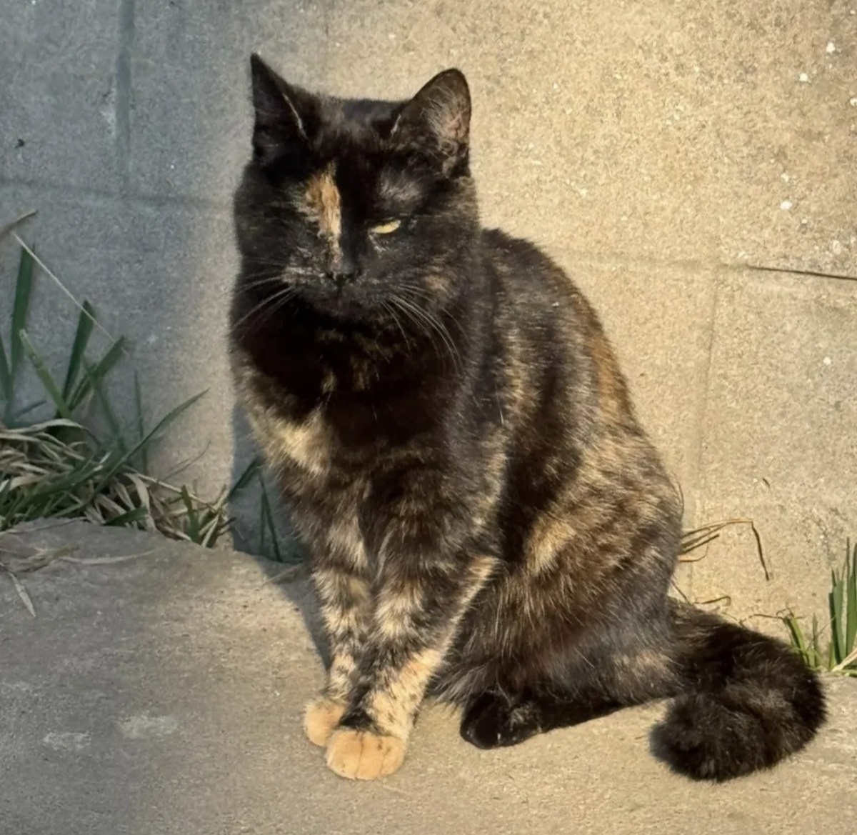 Okica je posebna, ne samo zato što je "kornjača": Mačka sa jednim okom traži dom pun topline