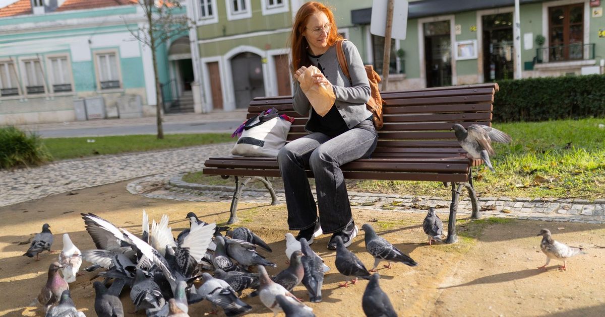 Why do we never see young pigeons?! This question troubles many people, and here is the answer