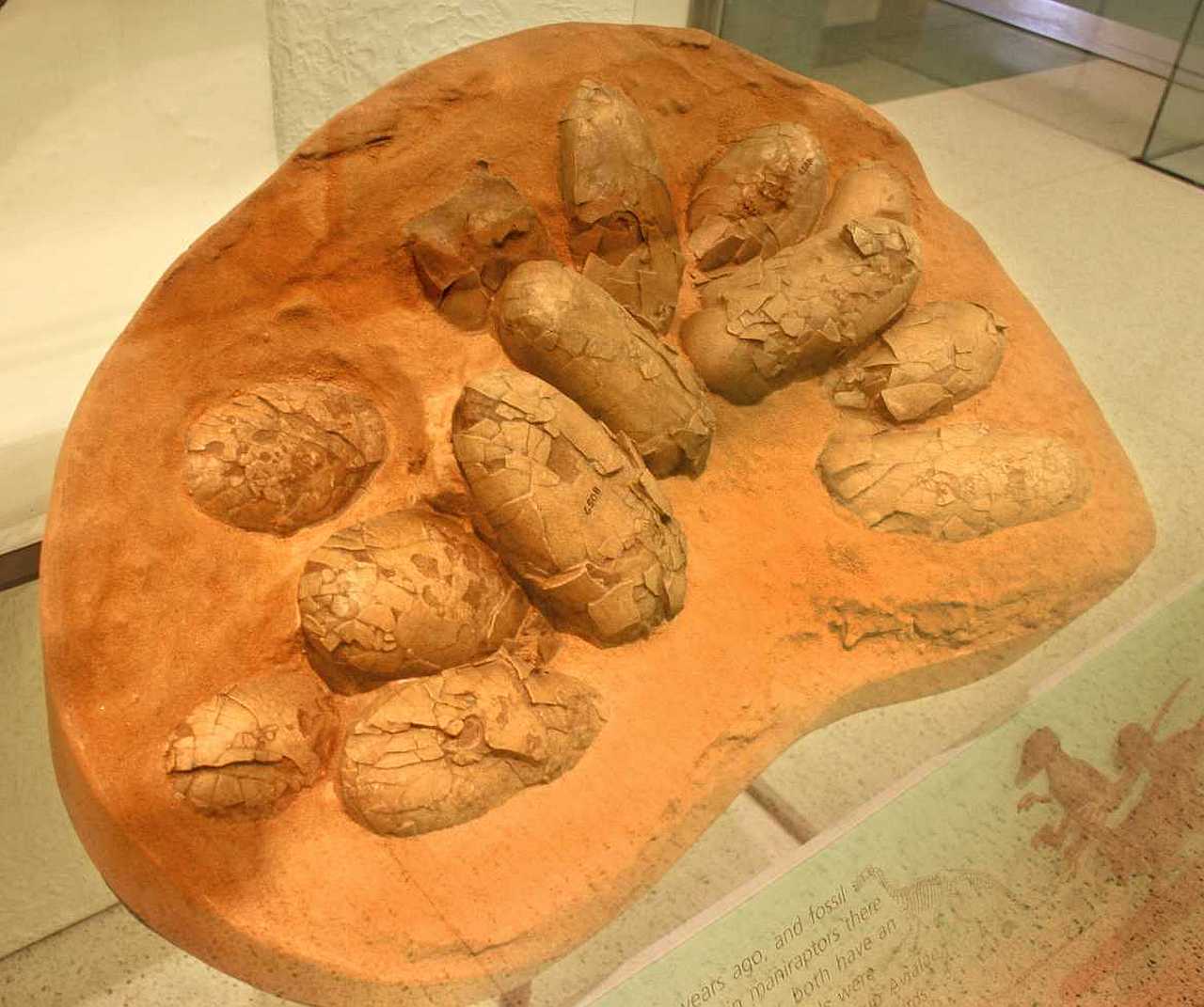 Izleganje iz jaja bilo je manje efikasno kod dinosaurusa nego kod modernih ptica