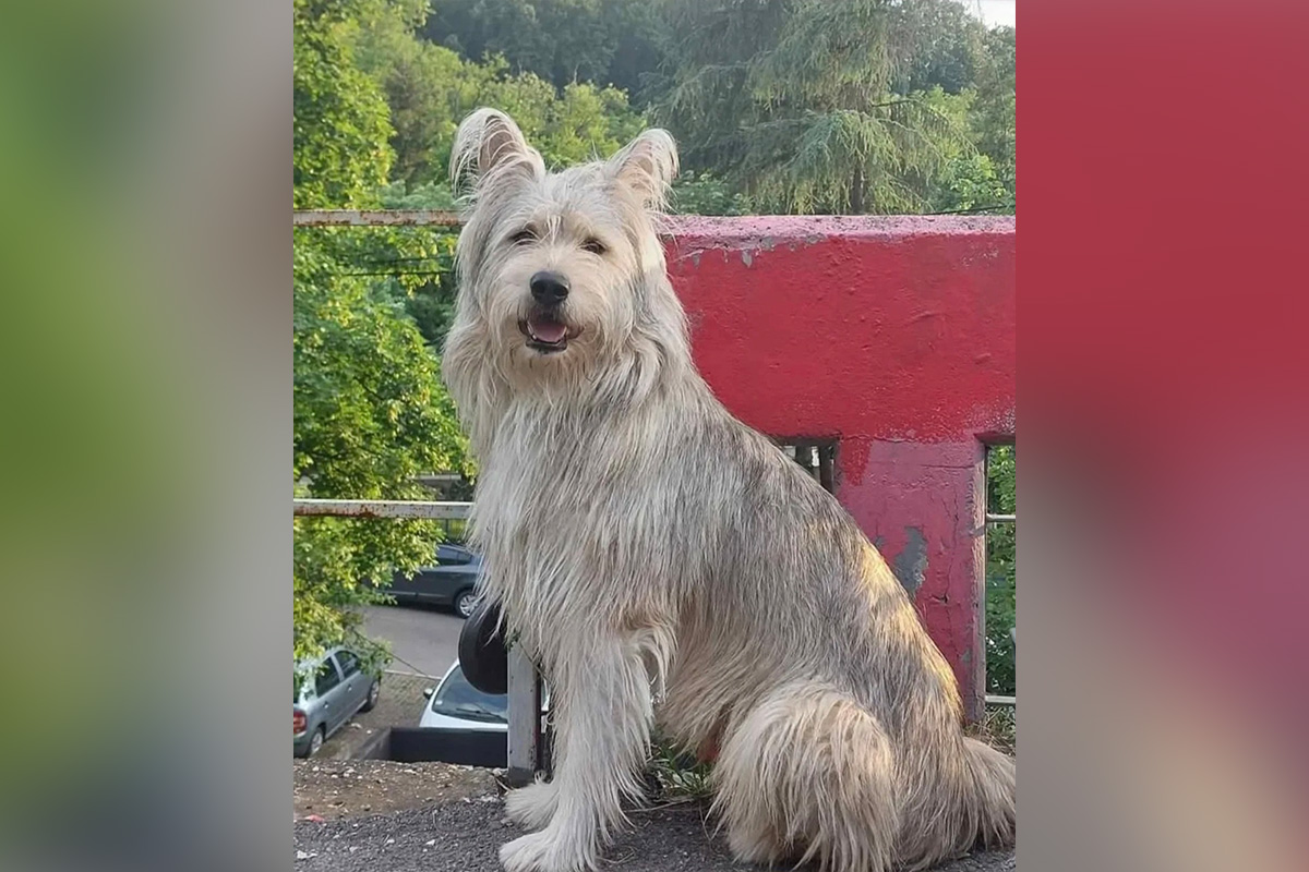 Piksi iz Beograda završio u azilu u Novom Sadu: Tužna sudbina psa koji je zbog bebe izgubio dom