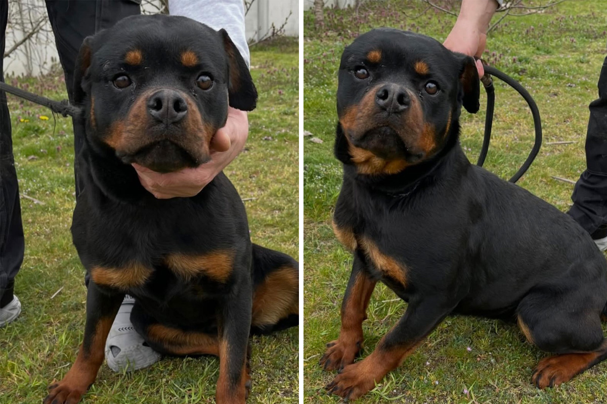 Lepa kao lutka i spremna za novi dom: Zara, mešanac rotvajlera iz Novog Sada, traži porodicu