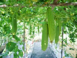 Biljka lufa, lufa sundjer, biljka sundjer