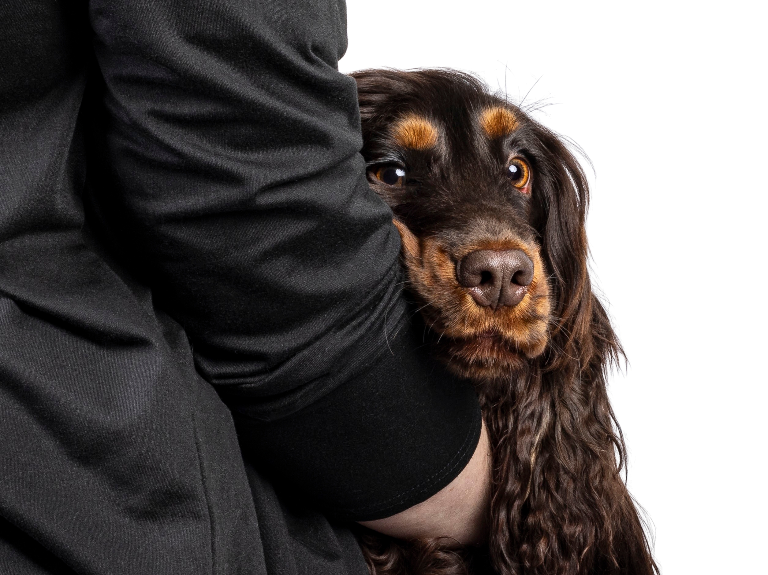 U ovoj zemlji broj pasa i dece skoro izjednačen: Da li ljubimci postaju novi centar porodičnog života?
