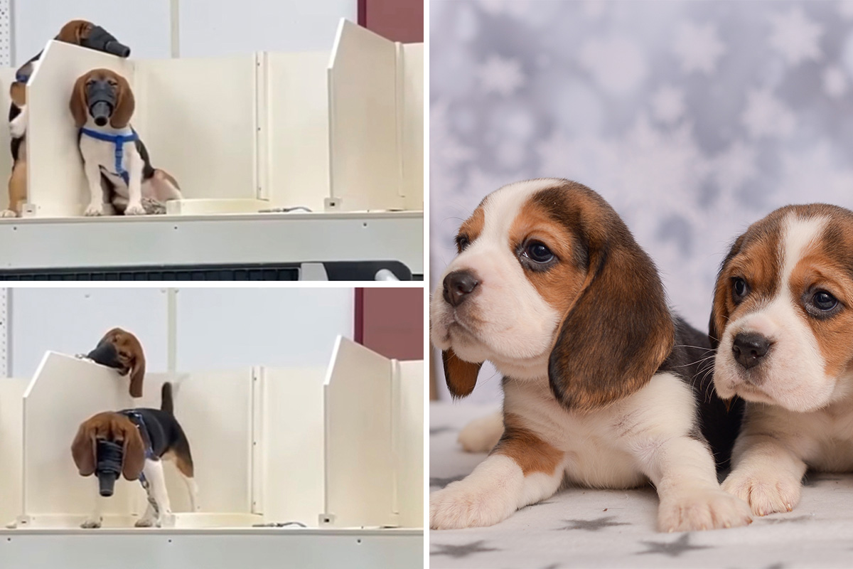 Sa ozloglašene farme Ridglan spasen 31 bigl: Policija presrela aktiviste, osam pasa vraćeno u pakao