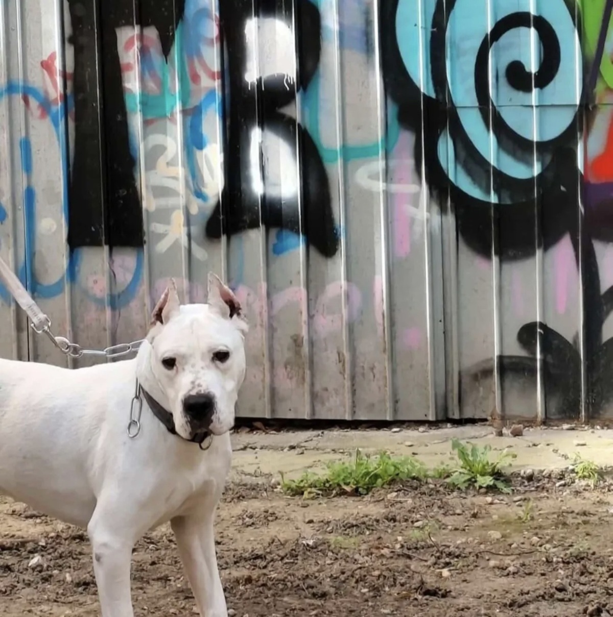 Badža, gluv i odbačen dogo argentino iz Beograda, čeka vlasnika koji će razumeti njegov svet tišine