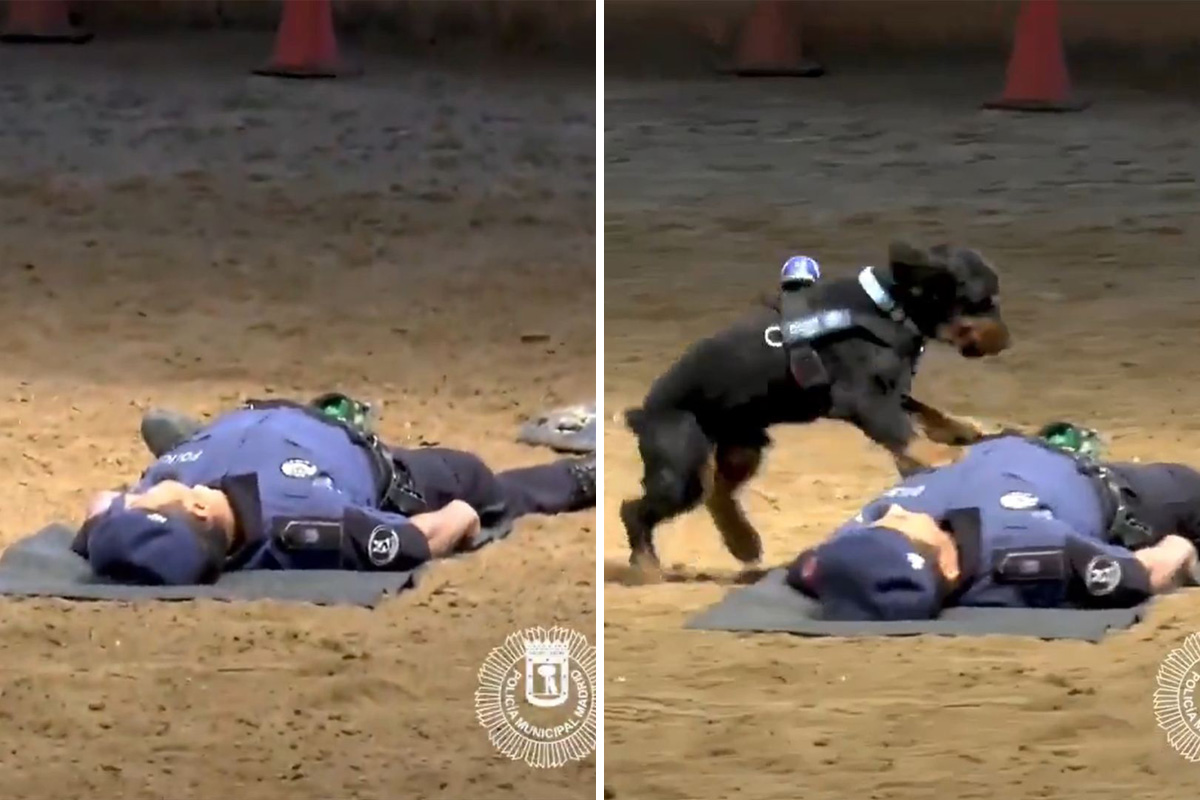Snimak koji je oduševio svet: Policijski pas Pončo iz Madrida izvodi CPR na kolegi, proverava i disanje