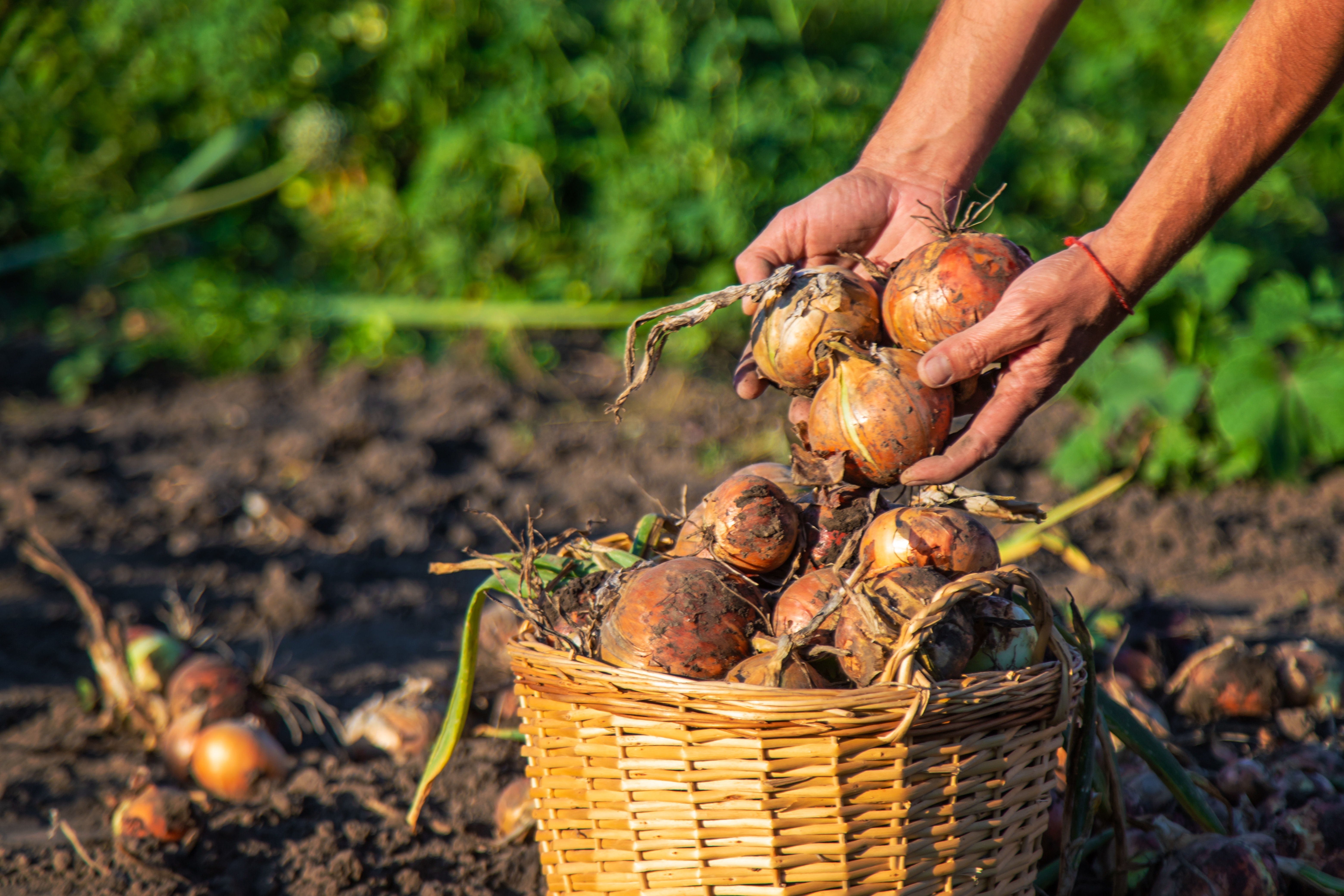 Tajna ogromnog luka krije se u jednom triku - kineski baštovani ga koriste godinama
