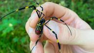INVAZIJA! Pauci zastrašujućeg izgleda šire se Amerikom: Veliki su kao ljudska šaka, mogu da lete i otrovni su
