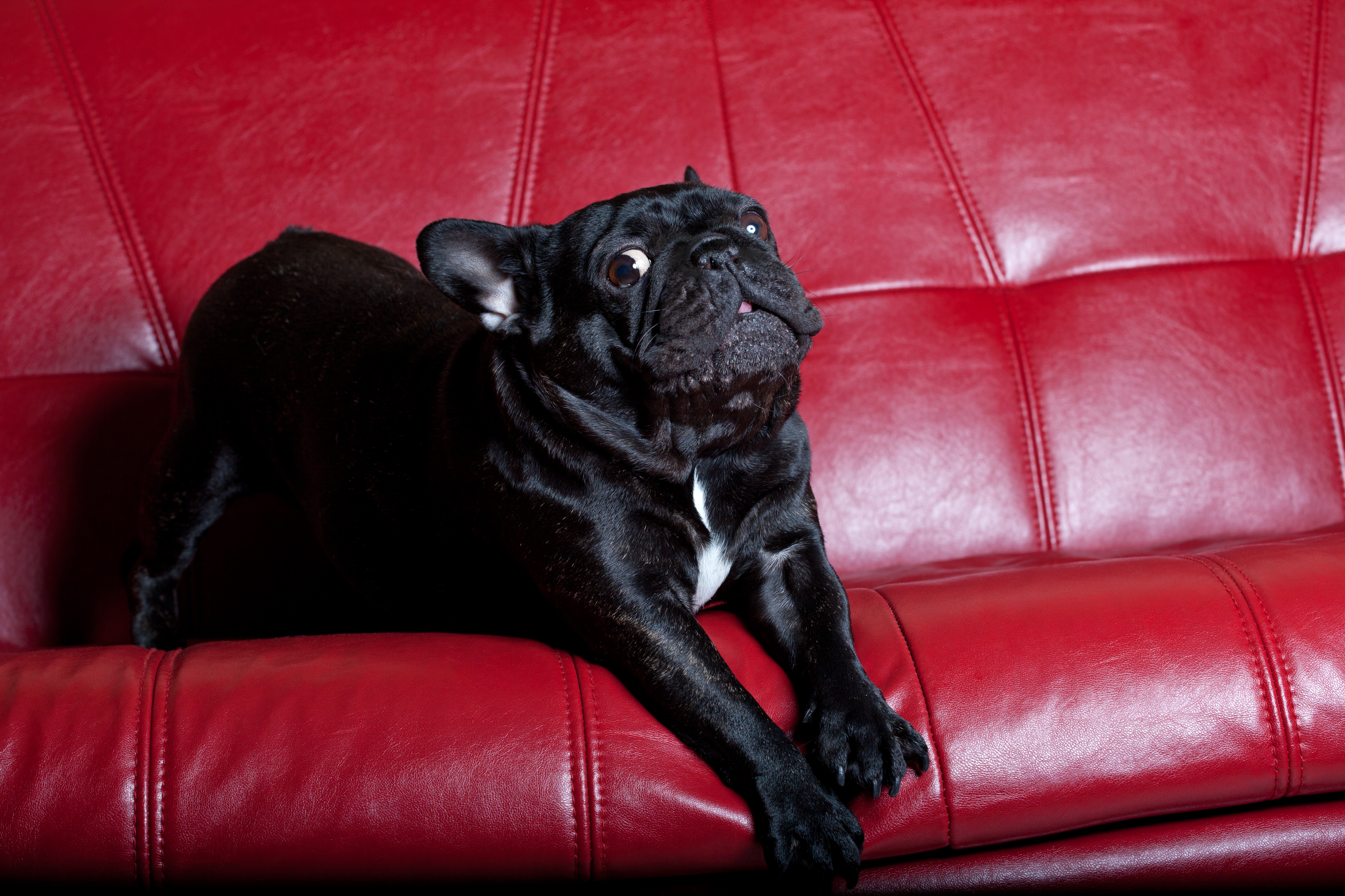 DEMONSKI ZVUCI iz mračne sobe: Francuski buldog svojoj vlasnici priredio NOĆNU MORU