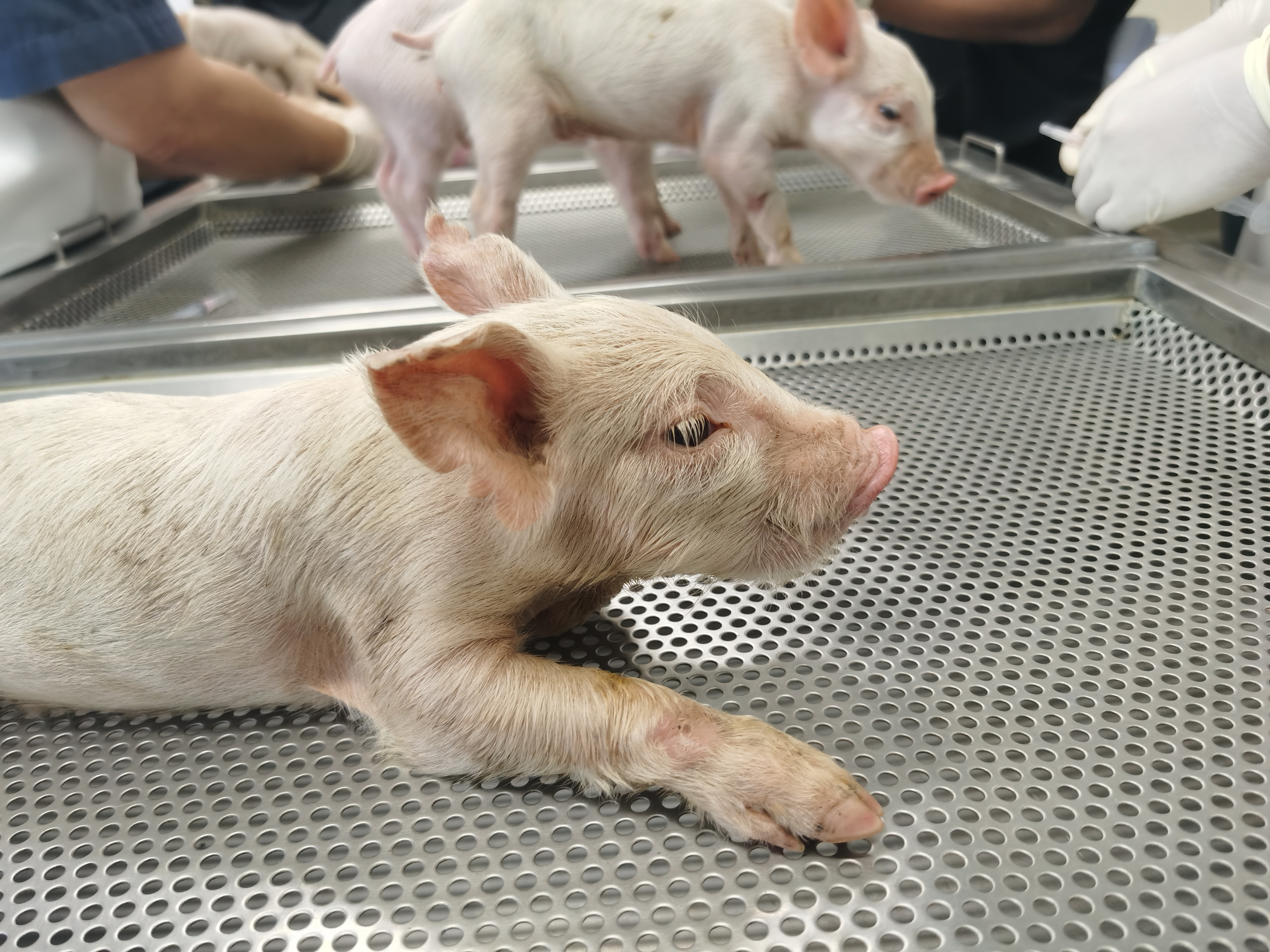 Prvi veštački jednjak uspešno presađen kod svinja