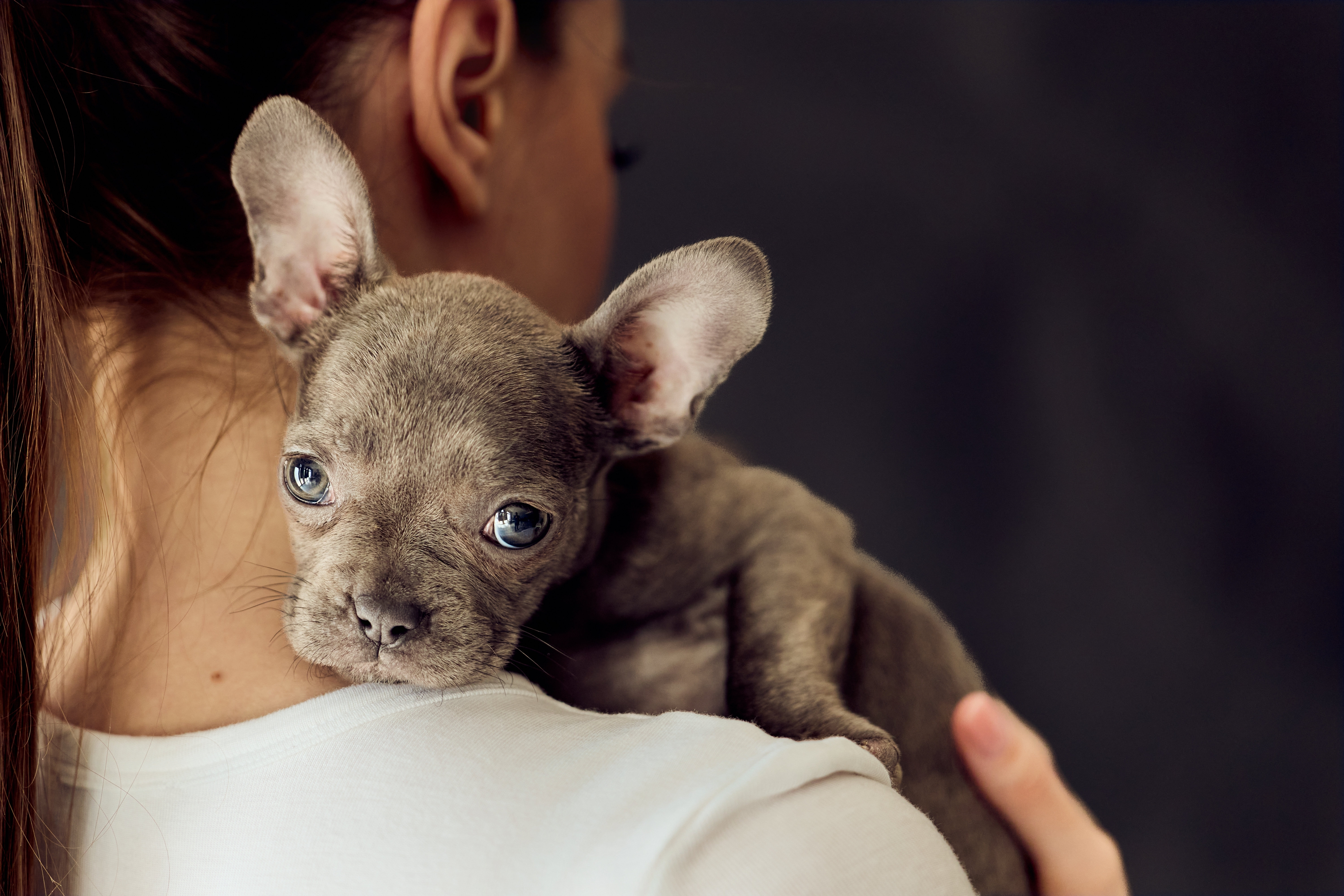 Sve više francuskih buldoga u azilima: Zašto ove skupocene male pse vlasnici sve češće napuštaju?