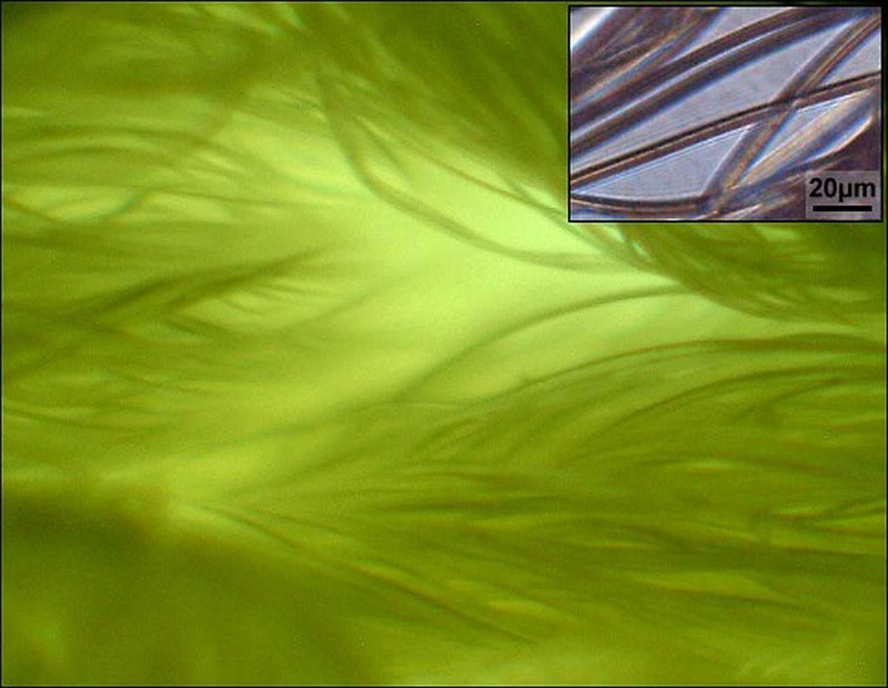 Reke i plimne struje sprečavaju mikrovlakna da dospeju u okeane