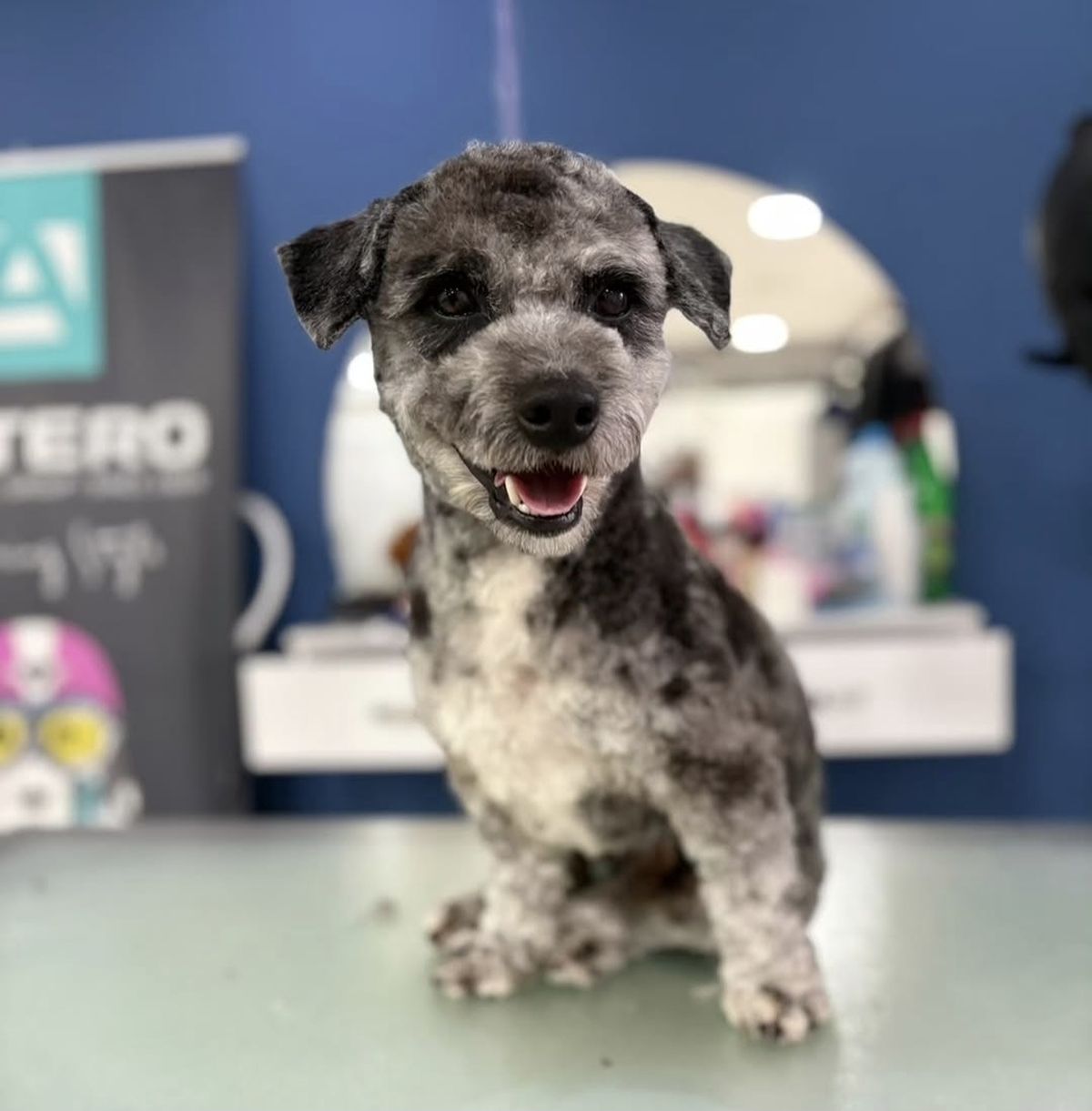 Bruno sa Banovog brda traži dom: Zdrava, vaspitana šatirana "fejk pudla" obožava ljude i životinje