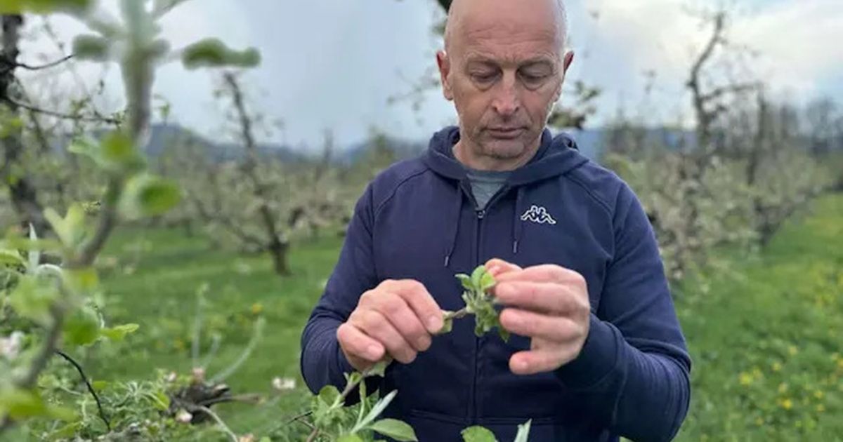 Voćari u Srbiji u velikom strahu! Stigla najava, šire ruke i mole se samo da se OVO ne ponovi