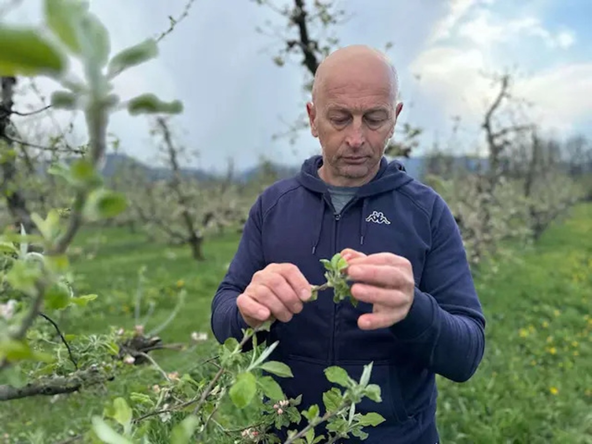 Voćari u Srbiji u velikom strahu! Stigla najava, šire ruke i mole se samo da se OVO ne ponovi