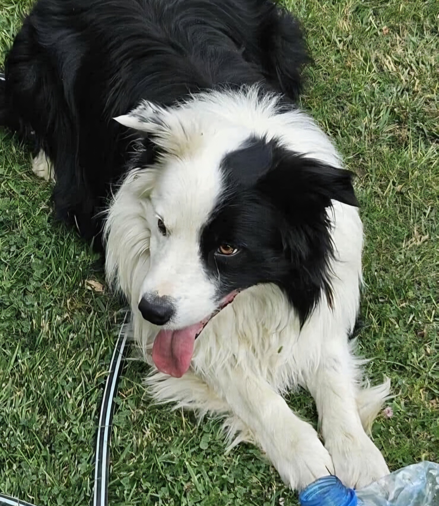 Šta se desilo sa Pupinom? Border koli nestao u Kragujevcu, vlasnik psa moli građane za pomoć