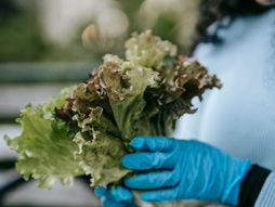 zelena salata, salata, povrće, lisnato zeleno povrće