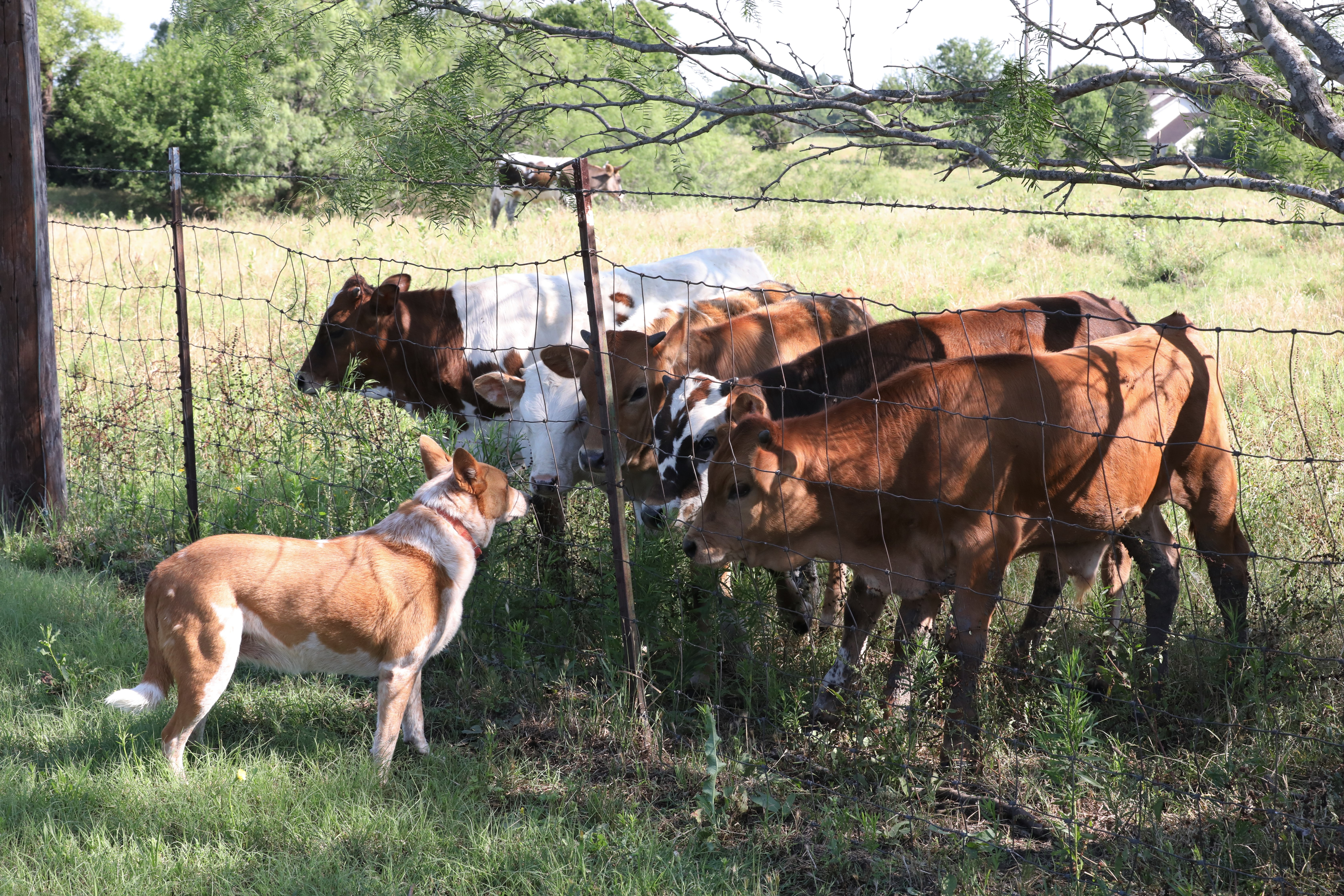 Penali za uznemiravanje stoke: Paprene kazne, uzimanje otisaka šapa, predviđen i PRITVOR ZA PSE