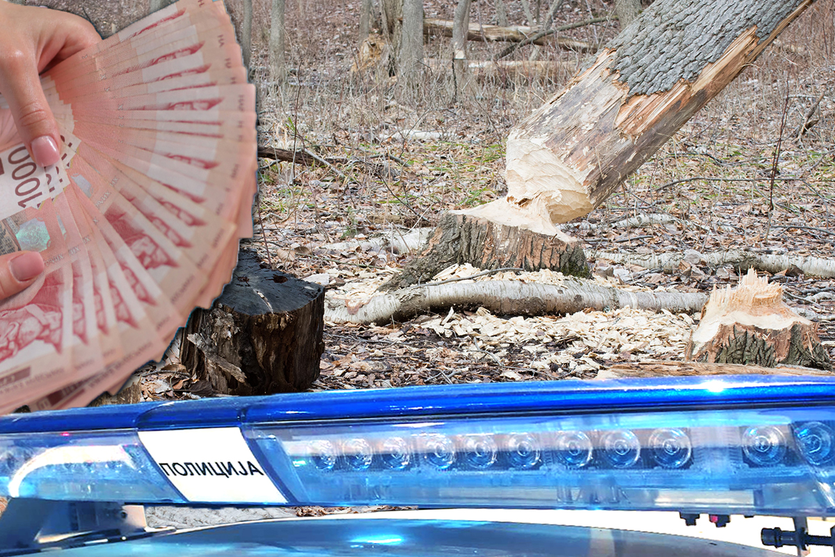 Leskovčani očajni "Neko nam seče stabla": Kazne za ovo delo i ZATVORSKE, svi se pitaju KO SU OVI LJUDI