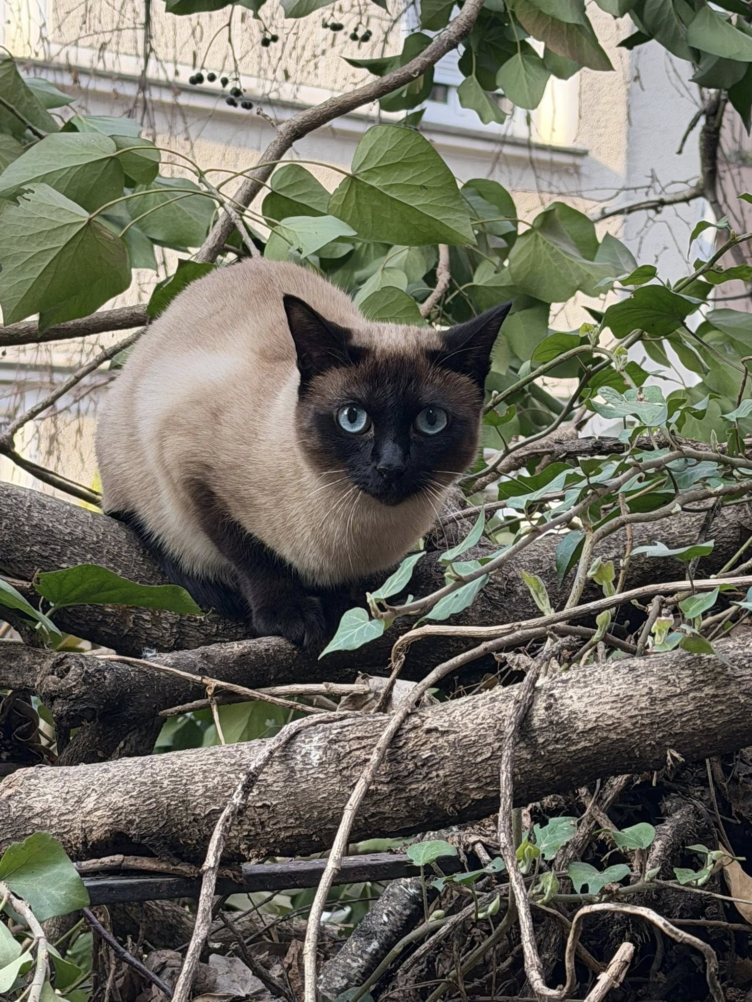 Neuhvatljiva i nepoverljiva "zloćka": Šta da radite ako na ulici ugledate izgubljenu SIJAMSKU MAČKU