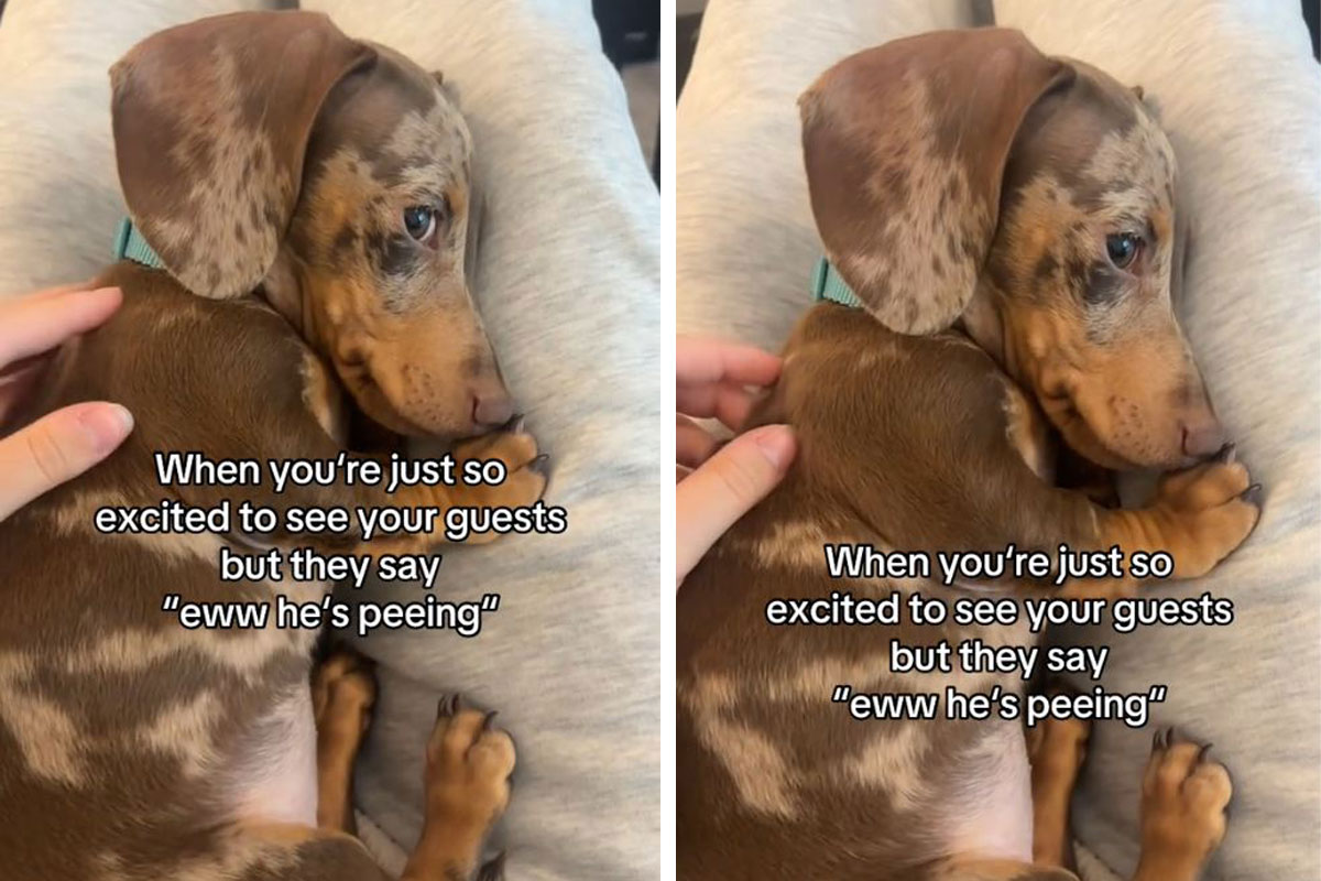 Više od 26 miliona ljudi gledalo najnežniji video na svetu: Pas imao peh zbog velike sreće, pa se postideo