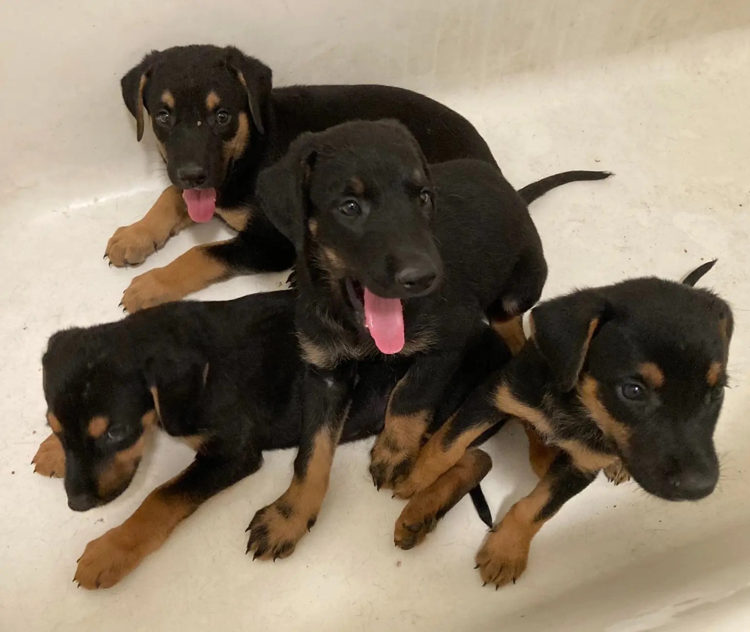 Najveća akcija spasavanja životinja u istoriji SAD: Sa imanja strave u Los Anđelesu izvučeno 316 ljubimaca