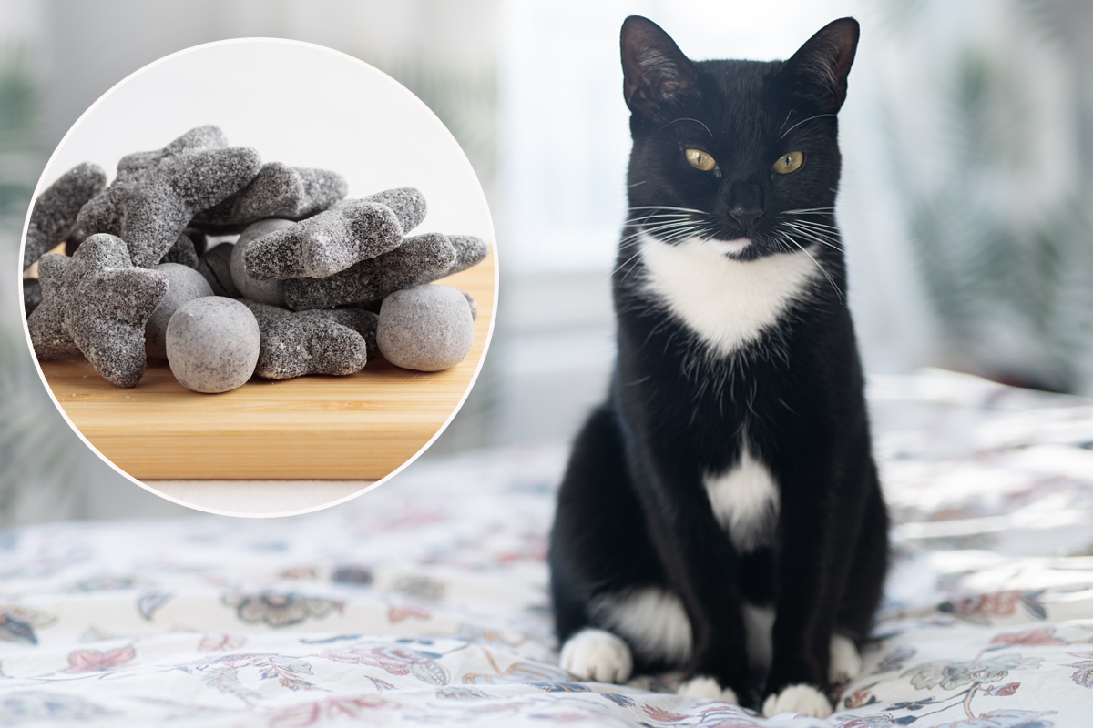 Boja mačjeg krzna nalik SLATKIŠU otkrivena u finskom selu: SALMIAK preti da izazove pravu histeriju u svetu