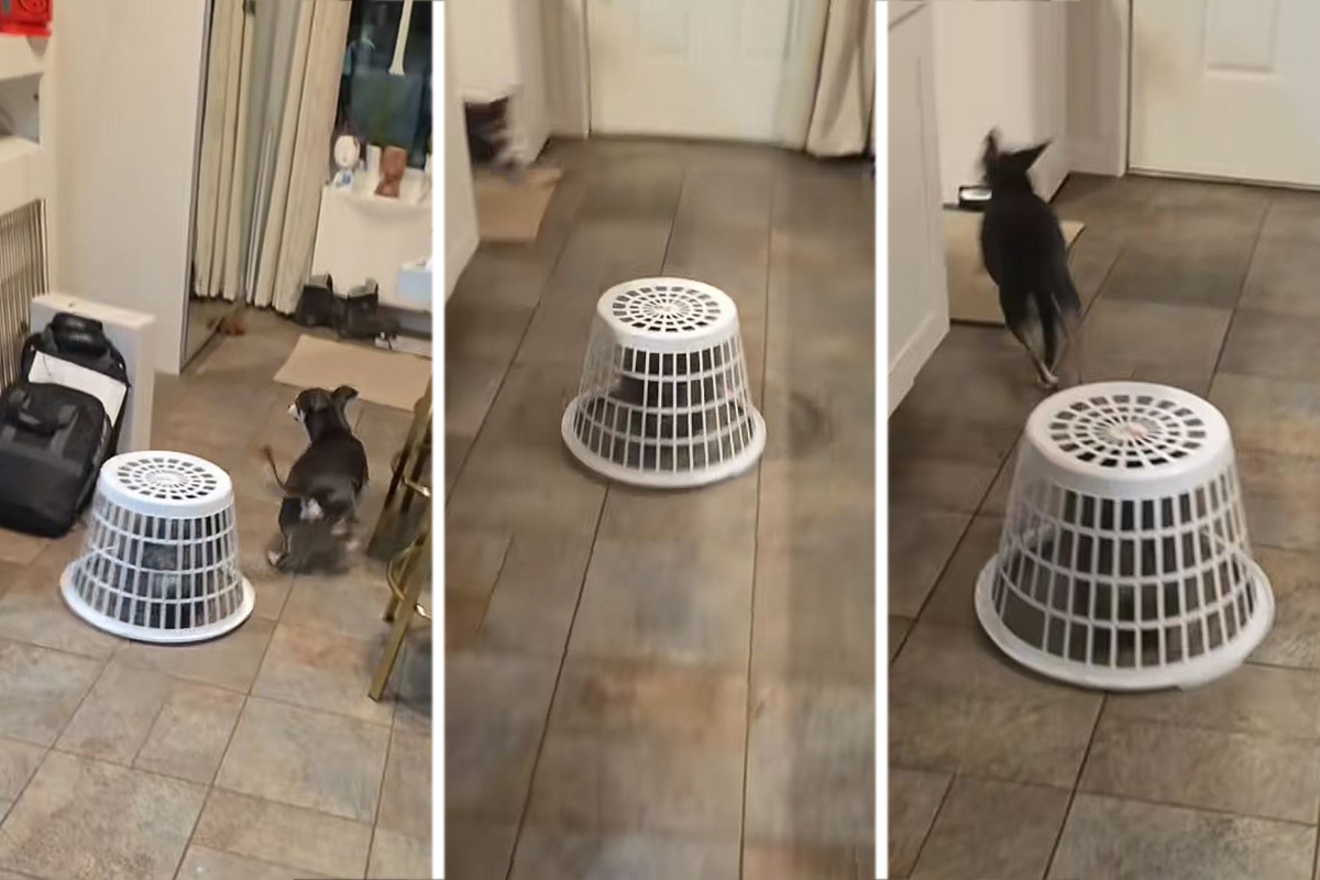 Pomeranac u ulozi teroriste: TikTok video psa koji jurca ispod korpe postao hit sa 5,6 miliona pregleda