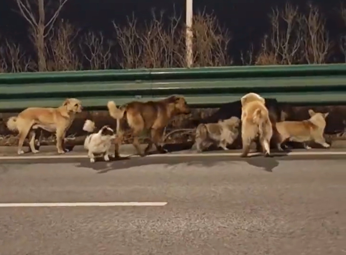 Sedam pasa pobeglo od trgovaca mesom i prešlo 17 kilometara da bi se vratilo kući: Ovaj snimak slama srce