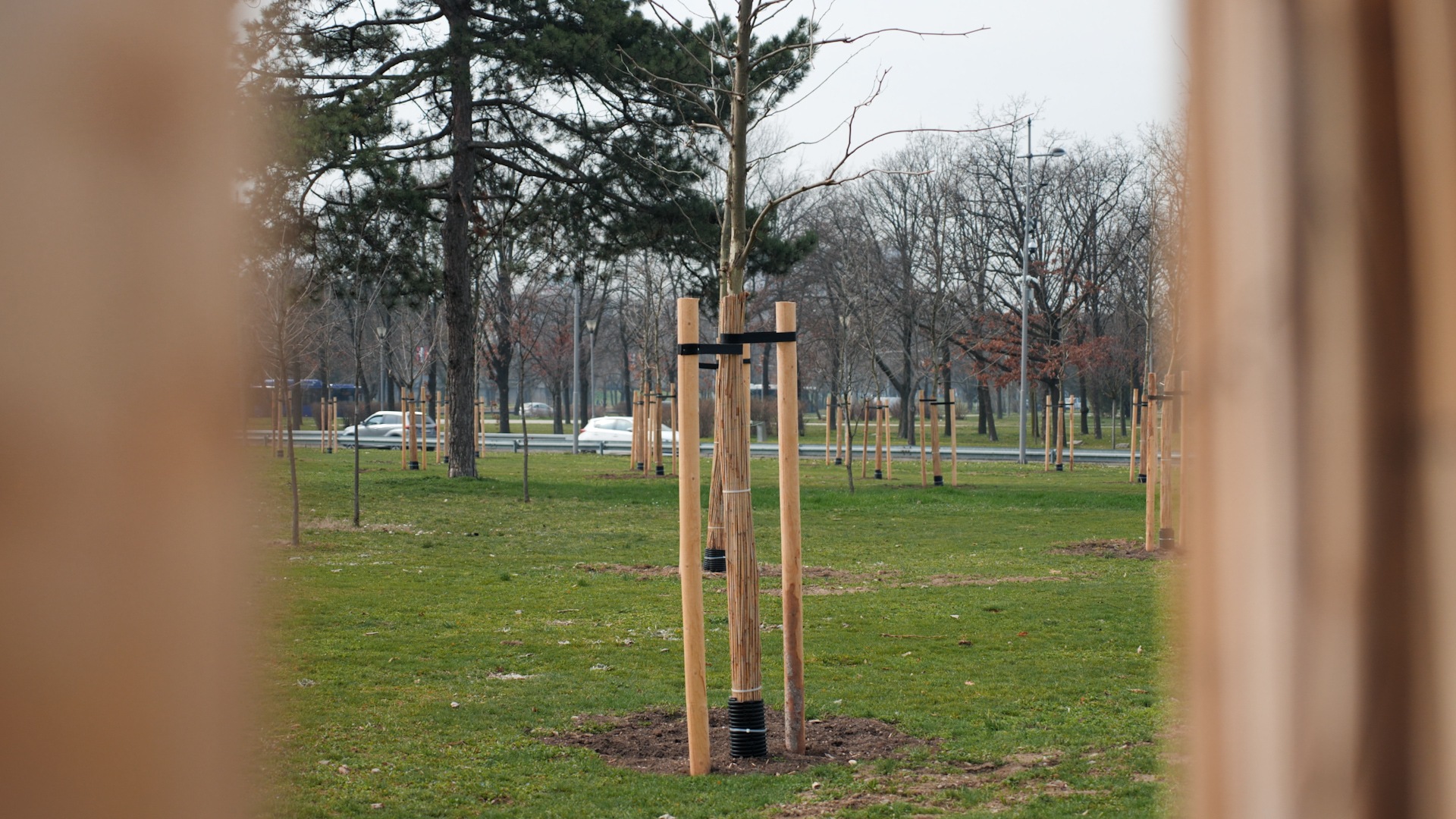 Beograd dobio 100 novih platana! Simbol prijateljstva Azerbejdžana i Srbije