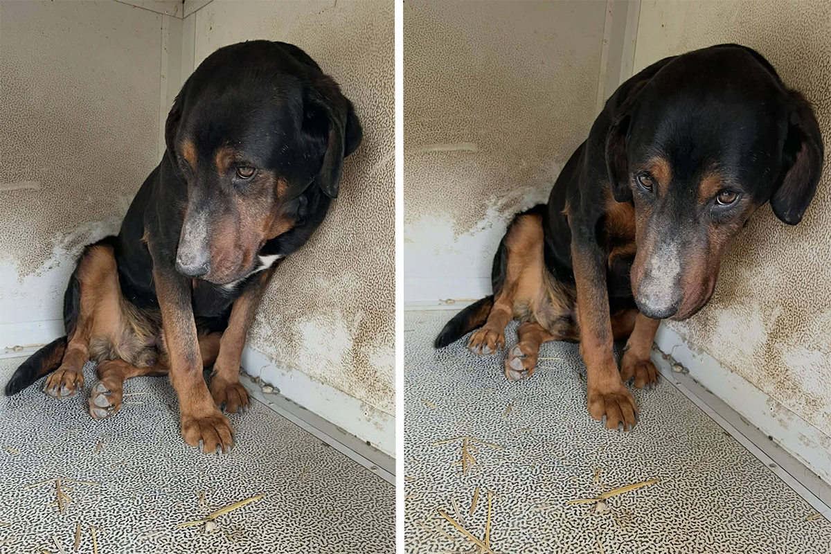 Upoznajte psa koji je odustao od svega: Njegova tišina u azilu u Kruševcu jača je od hiljadu laveža