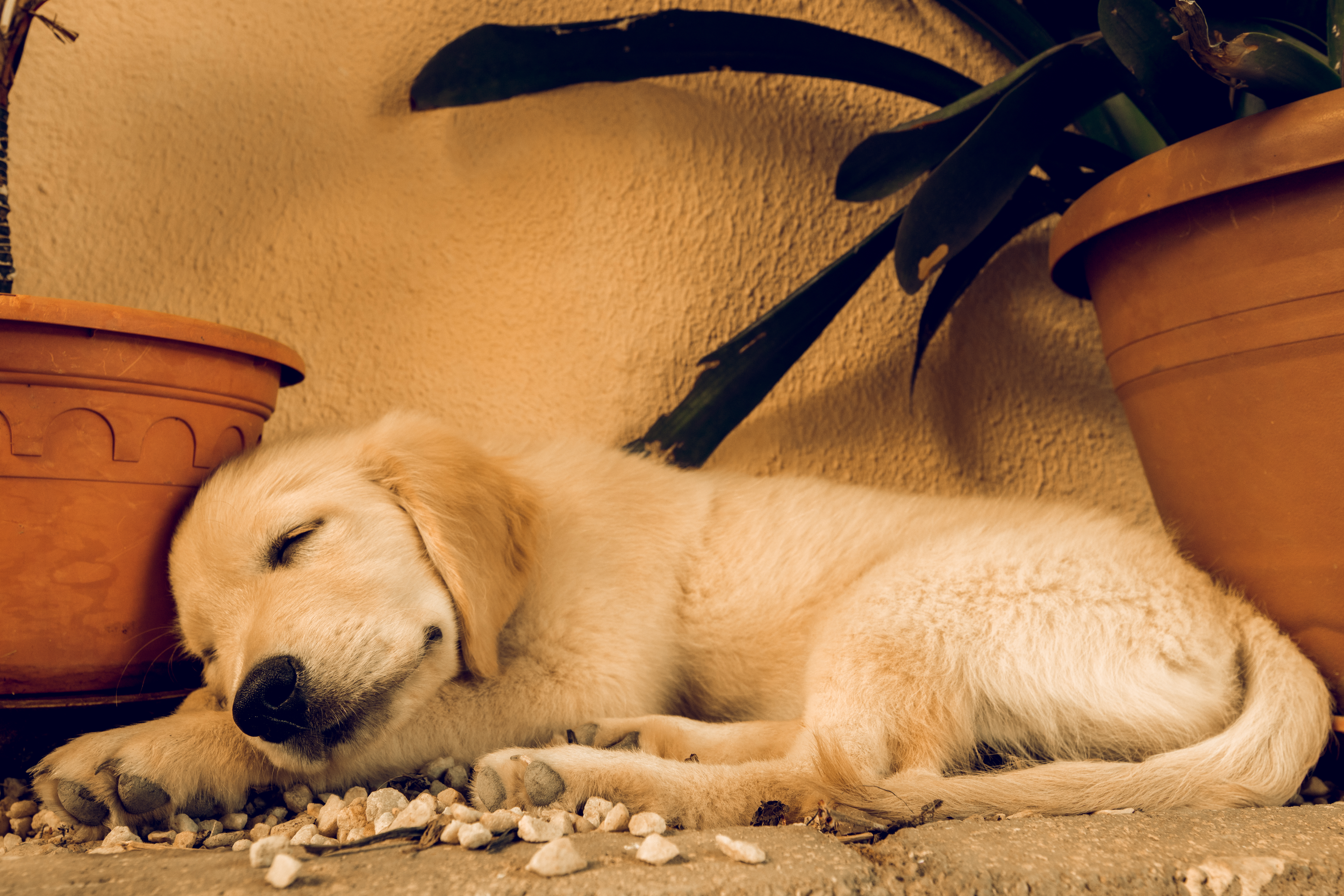 Internet u čudu: Kako štene, koje je palo sa stolice, nastavlja da spava U OVOM LUDOM POLOŽAJU?