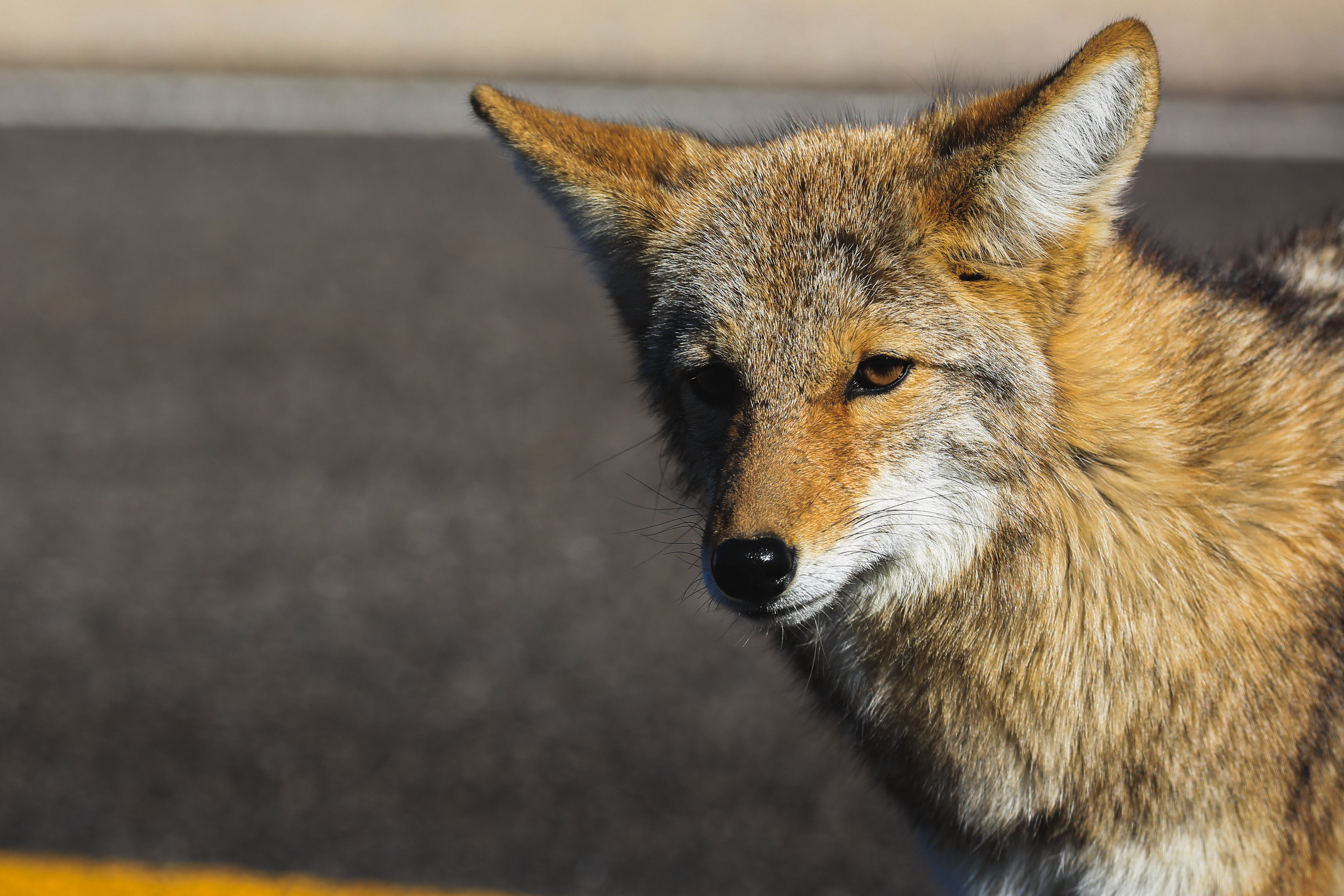 Meštani šokirani prizorom: Komšija "okitio" ogradu mrtvim kojotima, vlasti tvrde da je "sve po zakonu"