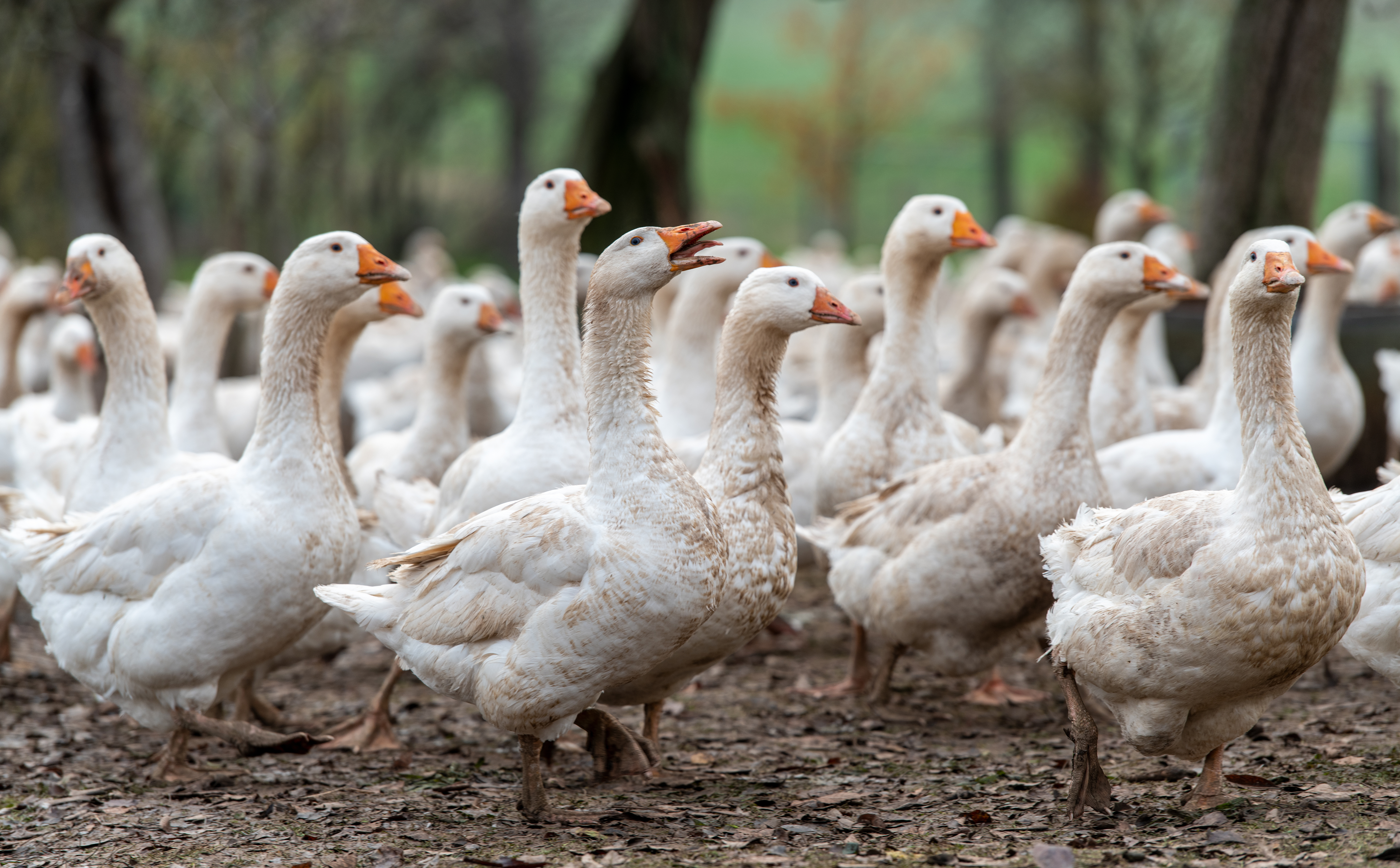Apelacioni sud u Njujorku potvrdio presudu: Guščija džigerica izbrisana sa menija restorana u Velikoj Jabuci