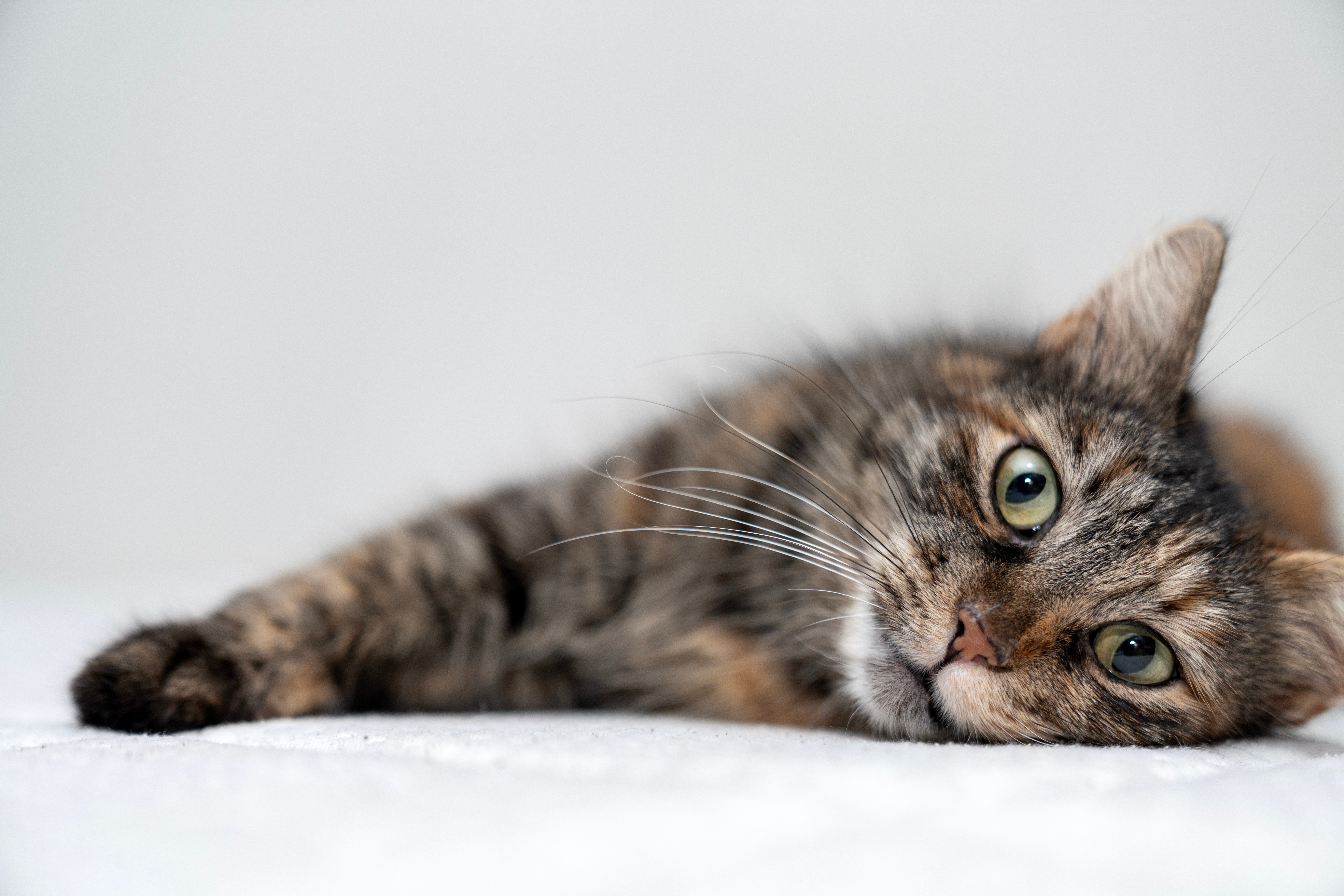 Mladu mačku iz azila POROĐAJ iznenadio pre STERILIZACIJE: Mačići stigli prerano, preživele dve bebe