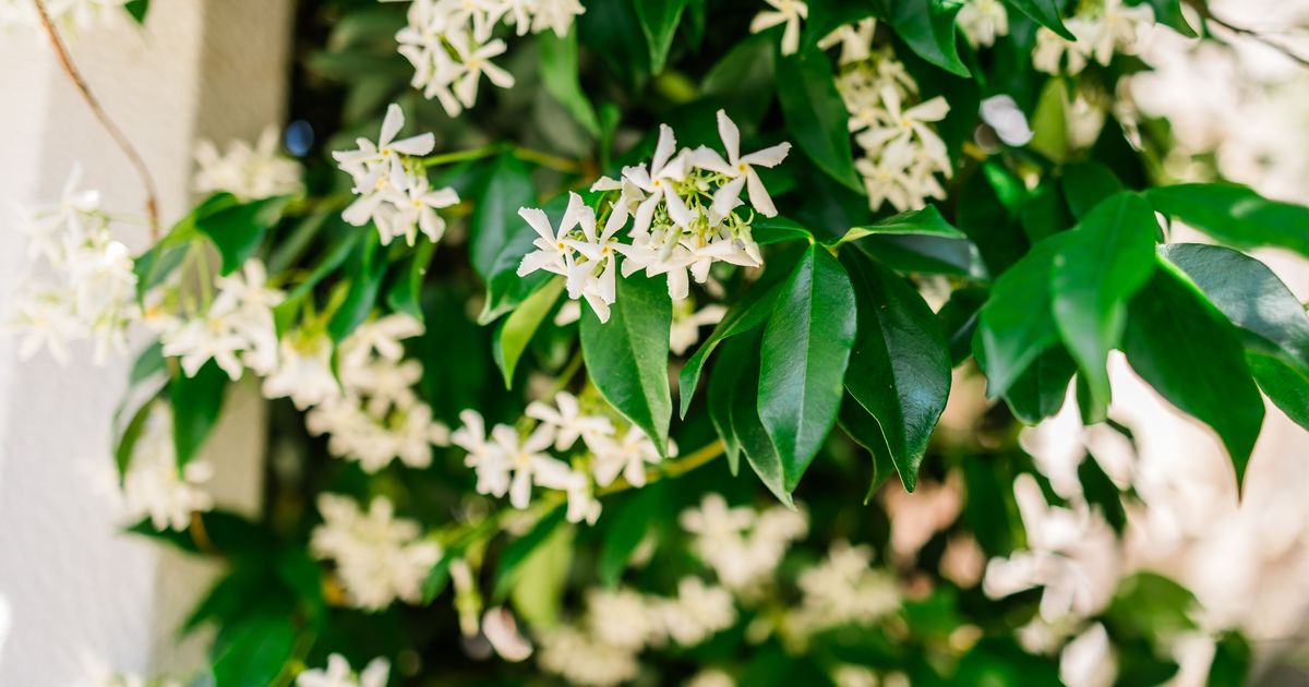 Ova biljka je dovoljna da vam dvorište miriše celo leto: Svima uspeva i pravi efekat daje tek uveče