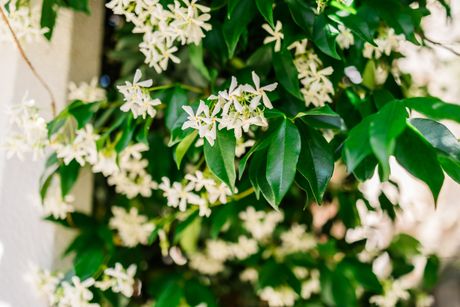 Zvezdasti jasmin