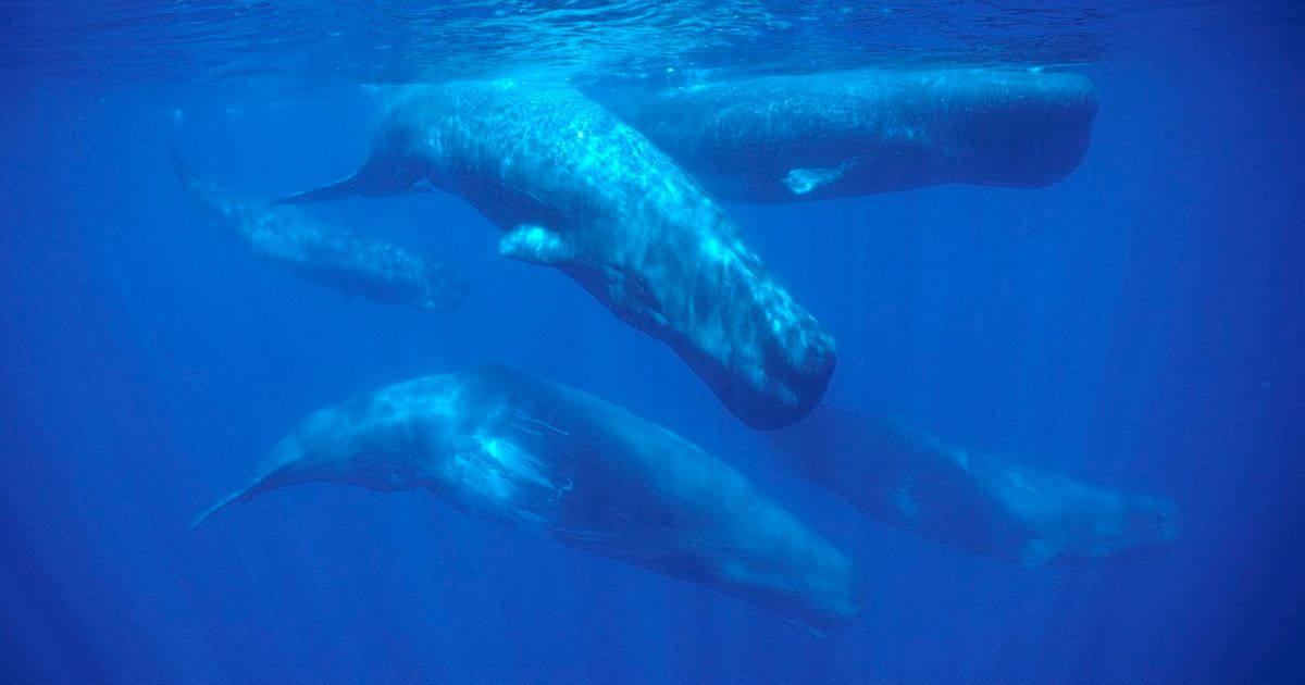 Naučnici objavili neverovatan snimak kitova: Misterija stara 200 godina konačno je rešena