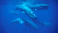 Naučnici objavili neverovatan snimak kitova: Misterija stara 200 godina konačno je rešena
