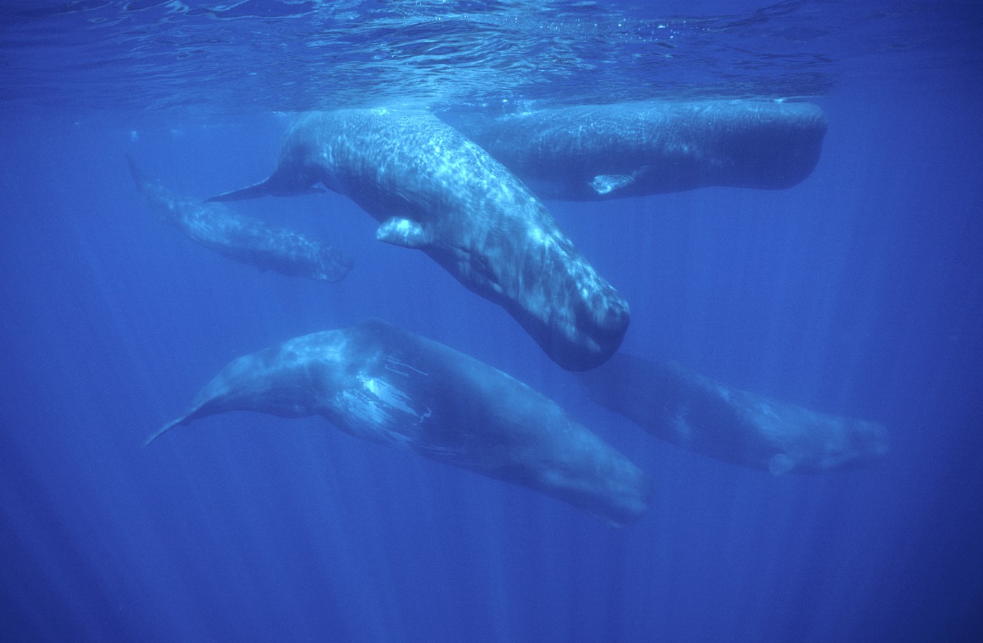 Naučnici objavili neverovatan snimak kitova: Misterija stara 200 godina konačno je rešena