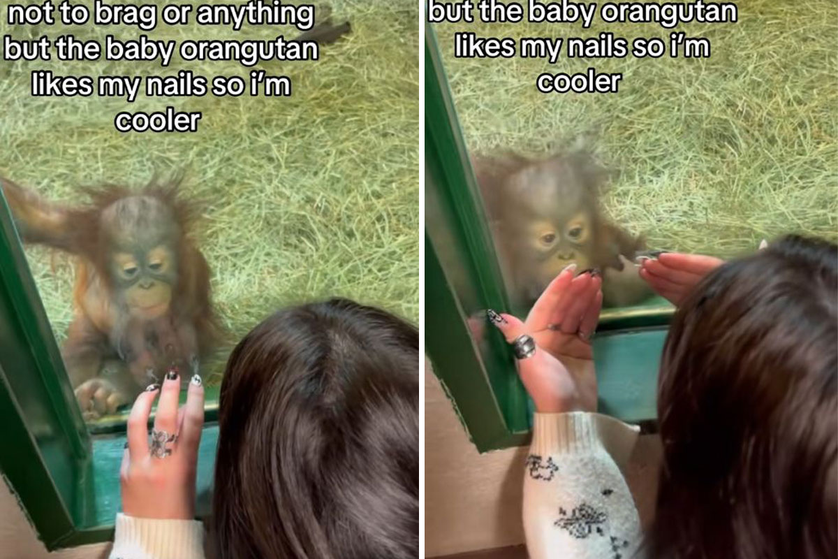 Susret koji je osvojio svet: Mali orangutan ne može da se "odlepi" od stakla zbog MANIKIRA ove žene