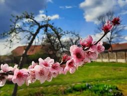 Proleće voće cveće