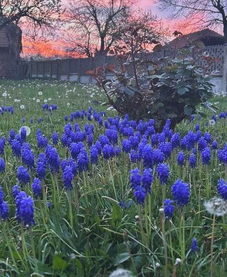 Proleće voće cveće