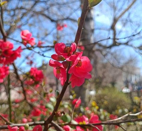 Proleće voće cveće