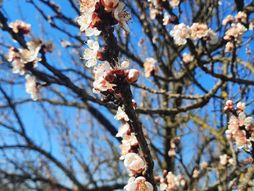 Proleće voće cveće